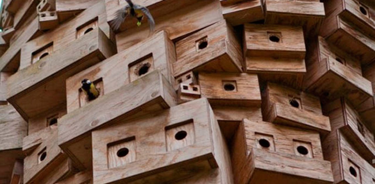 SpontaneousBirdCity2
