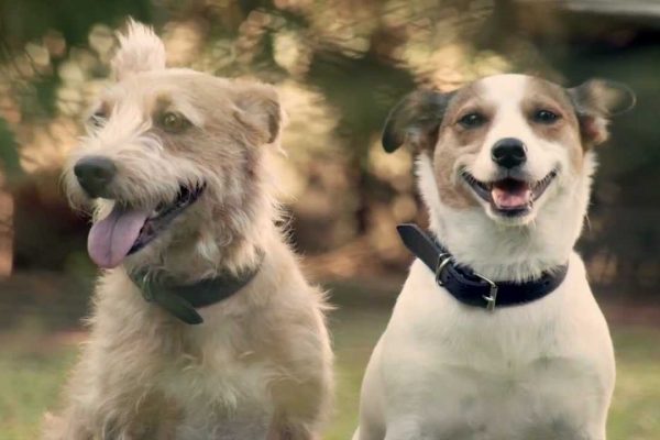Vídeo mostra o que acontece com os cães quando os donos tornam-se pais. É Emocionante!