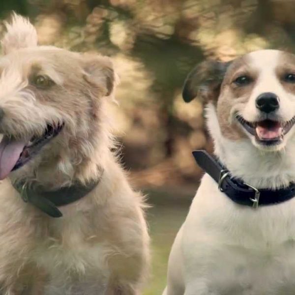 Vídeo mostra o que acontece com os cães quando os donos tornam-se pais. É Emocionante!