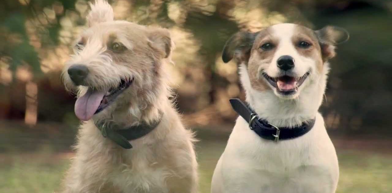 Vídeo mostra o que acontece com os cães quando os donos tornam-se pais. É Emocionante!