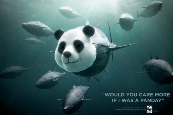 WWF-Bluefin-Tuna-overfishing