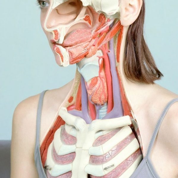 a-anatomia-do-corpo-humano-foto-4