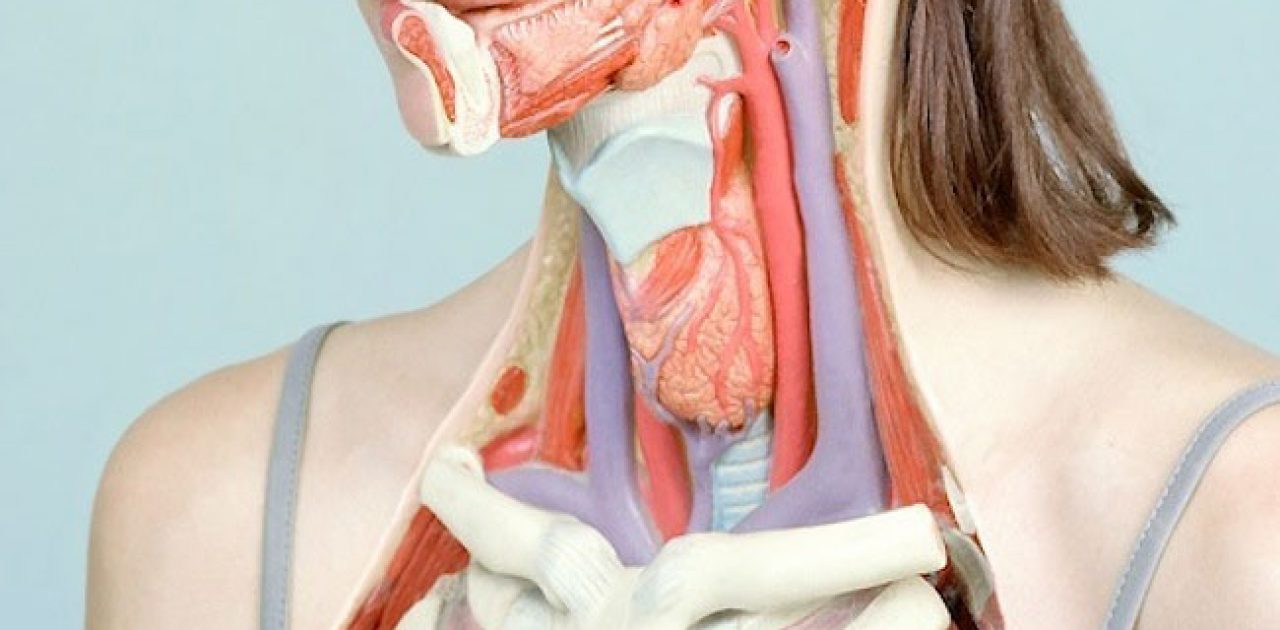 a-anatomia-do-corpo-humano-foto-4