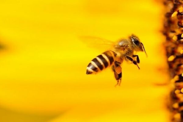 abelhas importantes capa