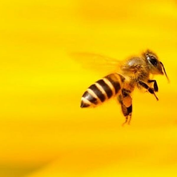 abelhas importantes capa