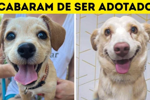 adoção capa