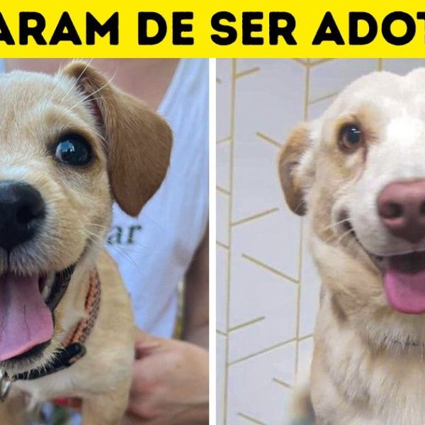 adoção capa