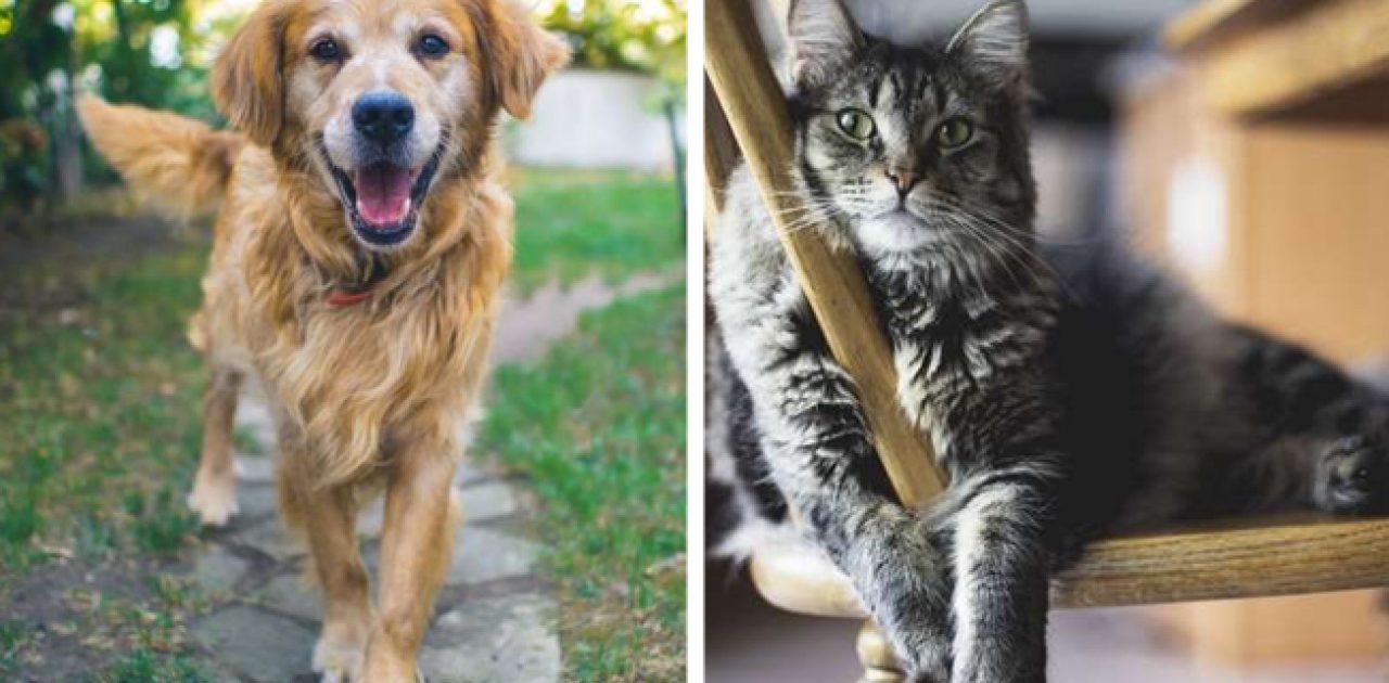 adoção de animais capa