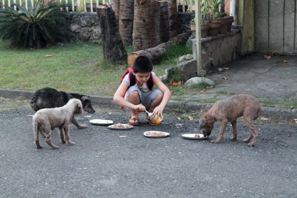 alimentando cães 01
