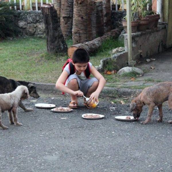 alimentando cães 01