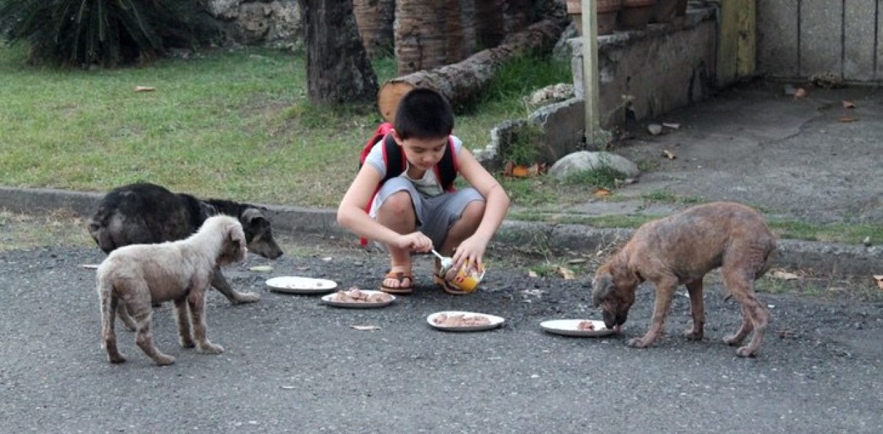 alimentando cães 01