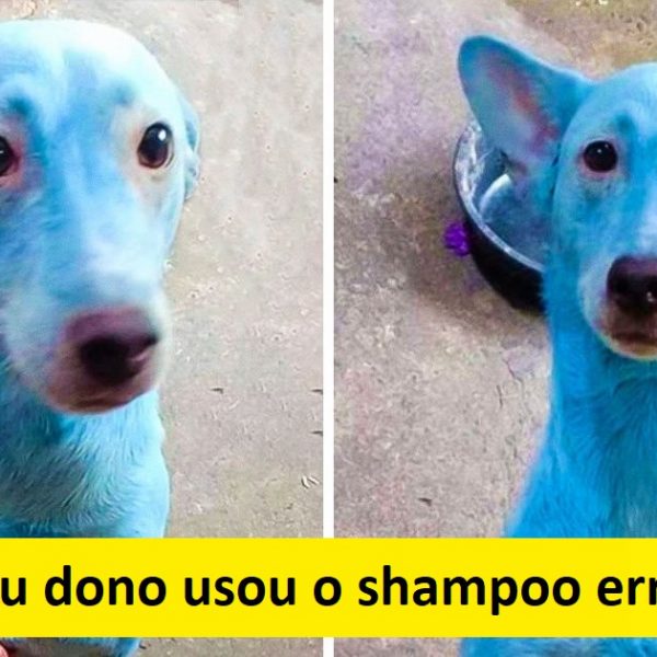 almas inocentes capa