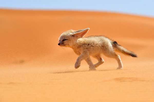 amazing-fox-photos-12