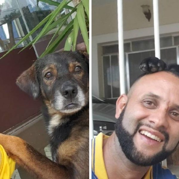 amigo dos cães capa