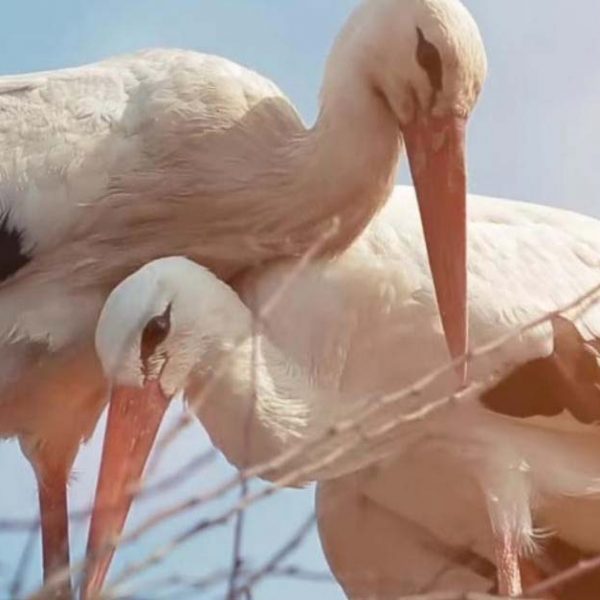 amor de cegonha capa