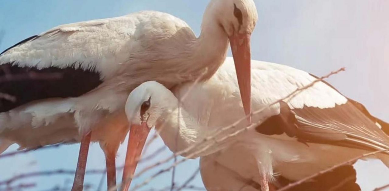 amor de cegonha capa