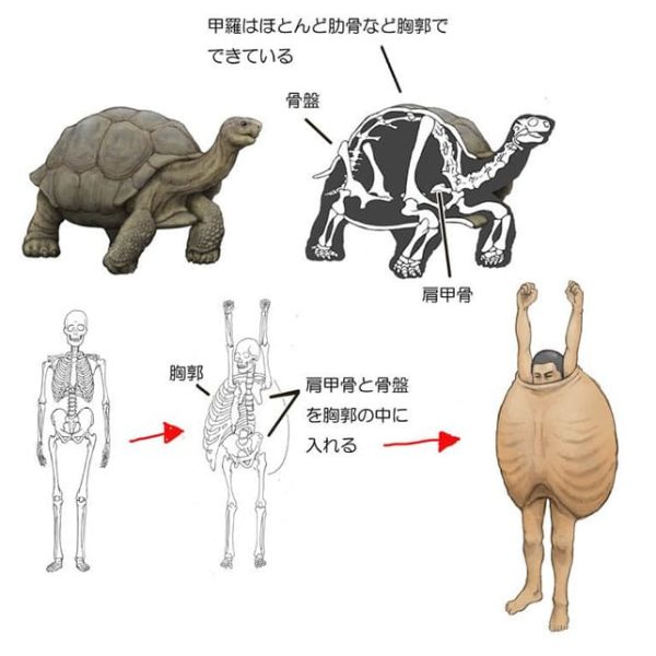 anatomia animal 01