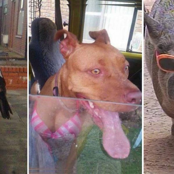 animais