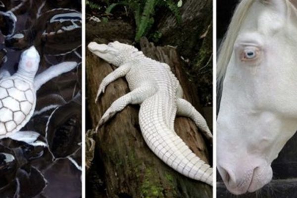 animais albinos capa