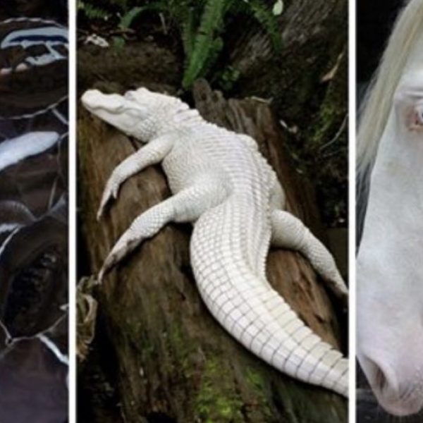 animais albinos capa