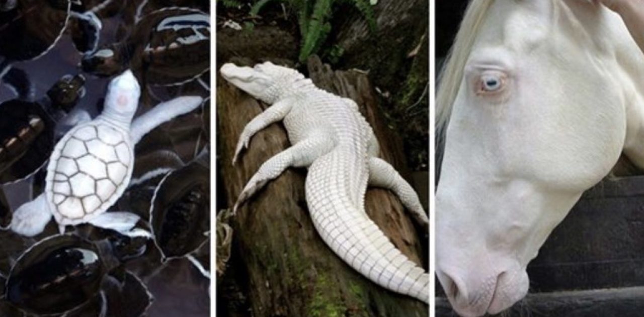 animais albinos capa