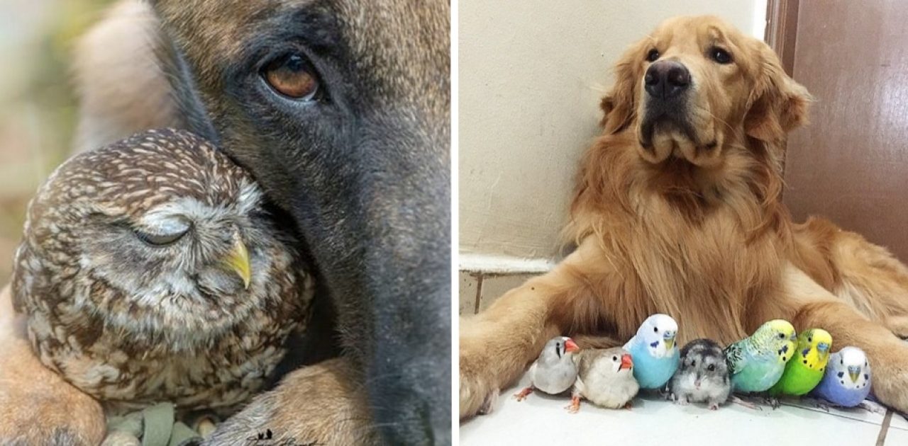 animais amigos capa
