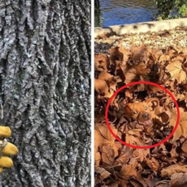 animais camuflados capa