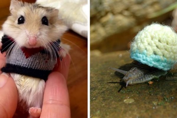 animais com suéter
