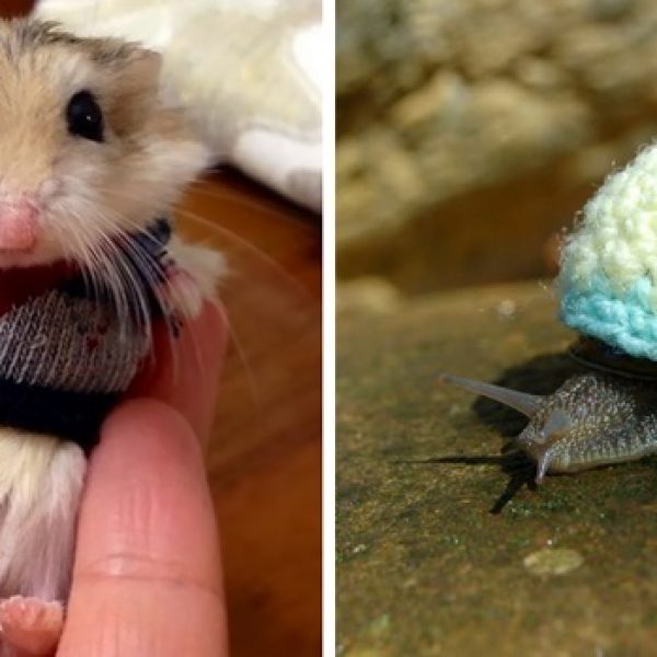 animais com suéter