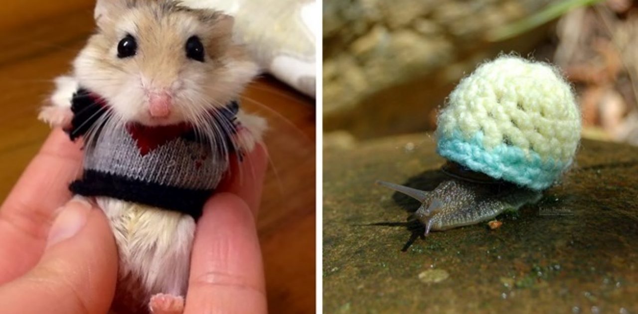 animais com suéter