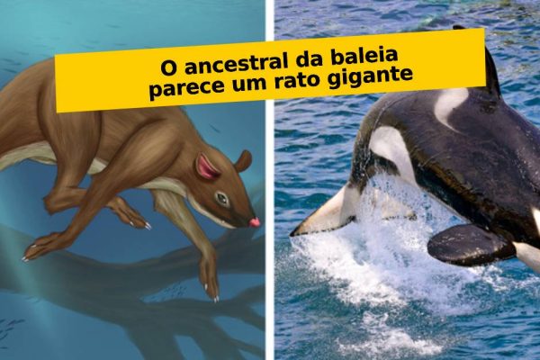 animais contemporâneos capa