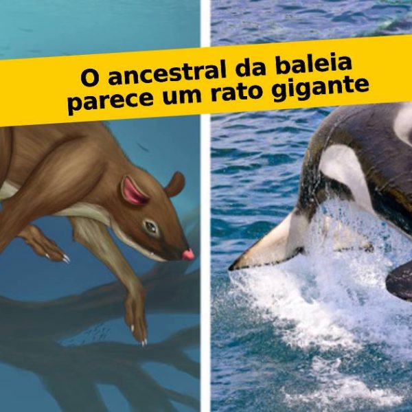 animais contemporâneos capa