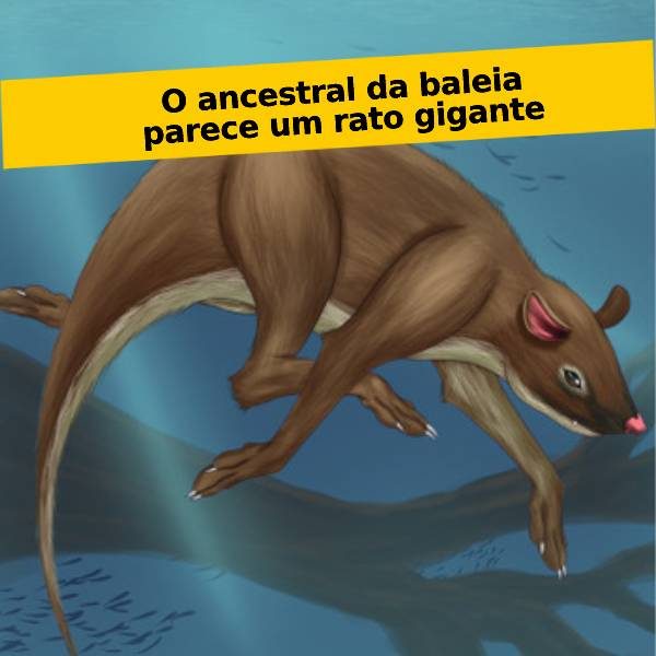 animais contemporâneos mobile