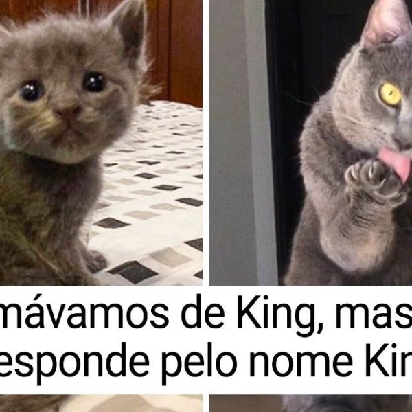 animais cresceram capa
