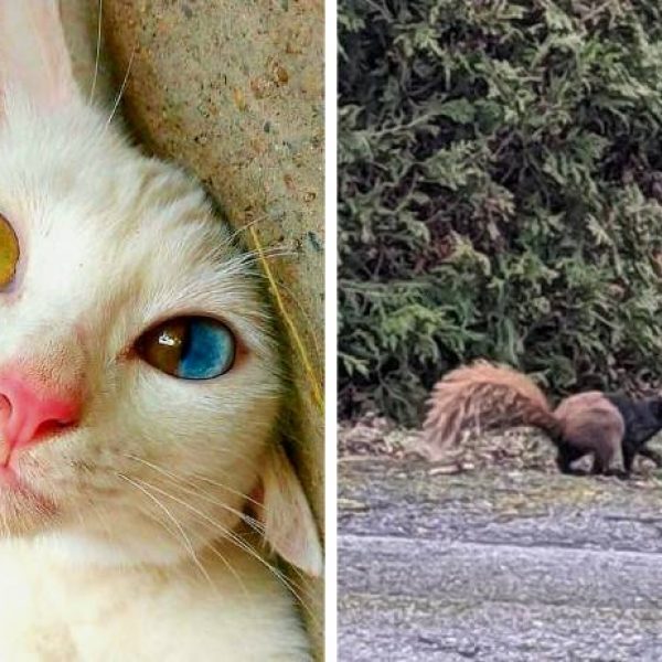 animais criativos capa