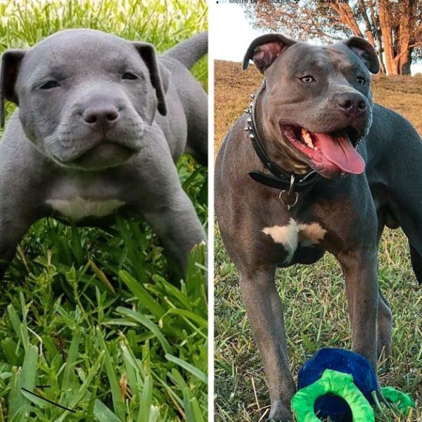 animais de estimação 05