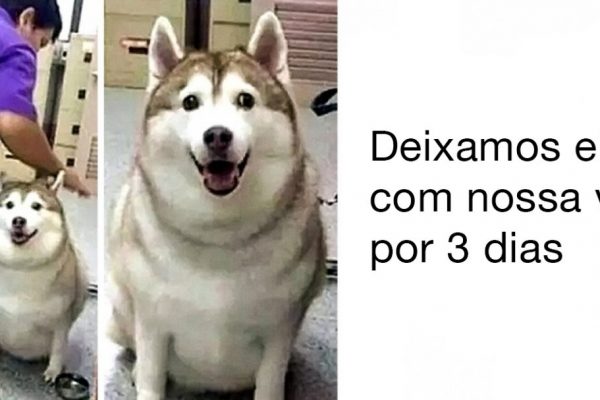 animais de estimação capa