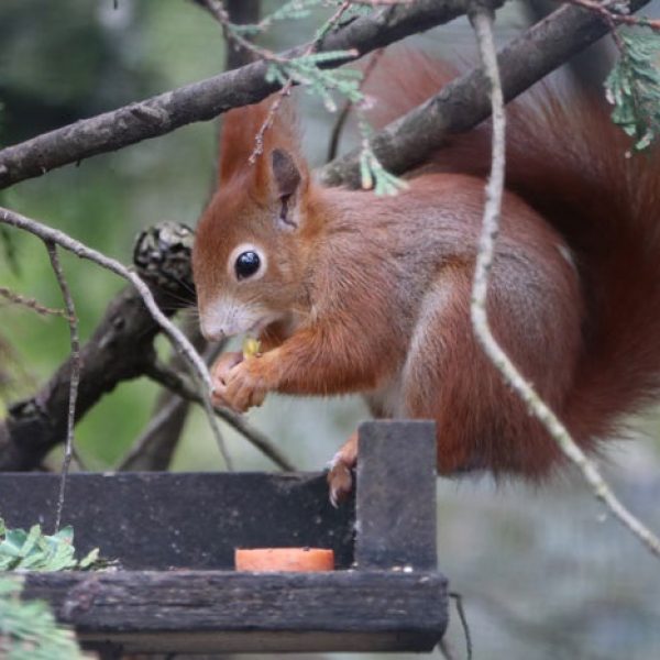 animais de zoológico 11