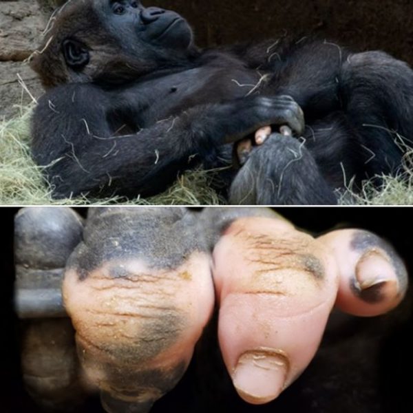 animais diferentes 01