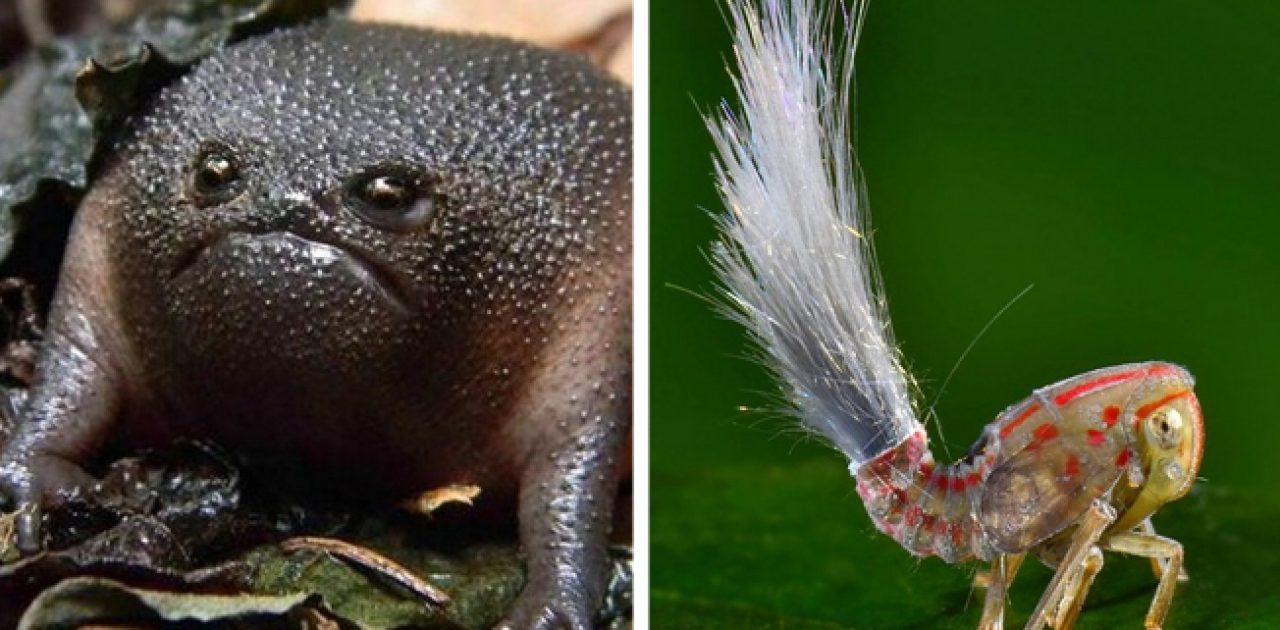 animais diferentes capa