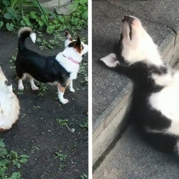 animais dormindo capa
