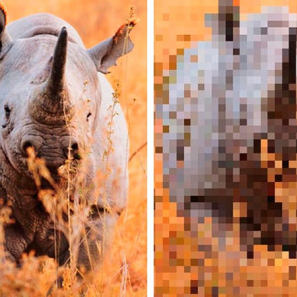 animais em pixel capa