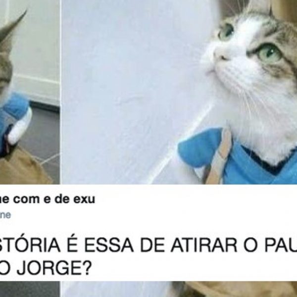 animais engraçados capa