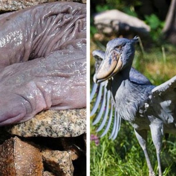 animais estranhos capa