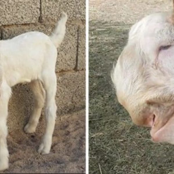 animais estranhos capa