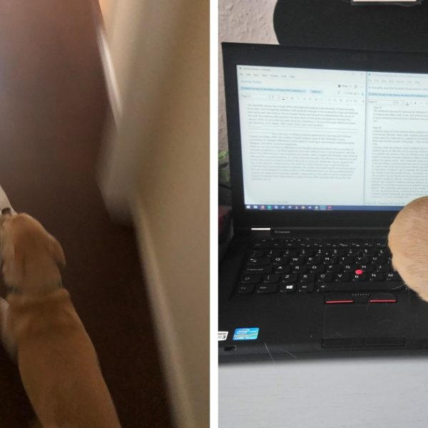 animais estudantes capa