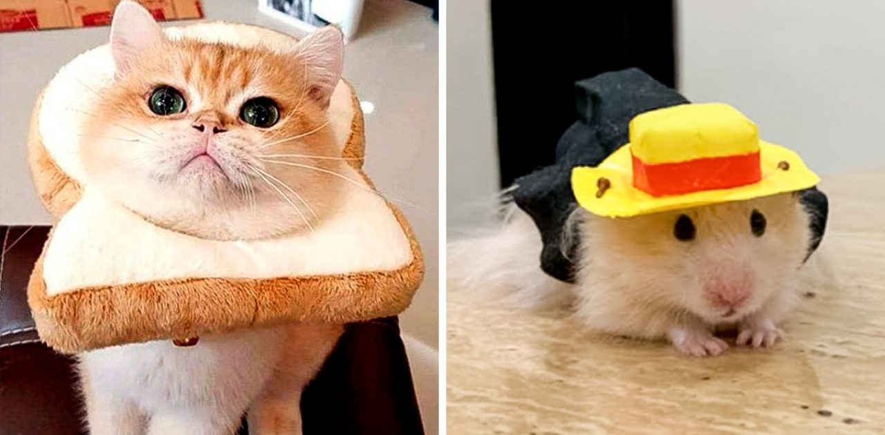 animais fantasiados capa