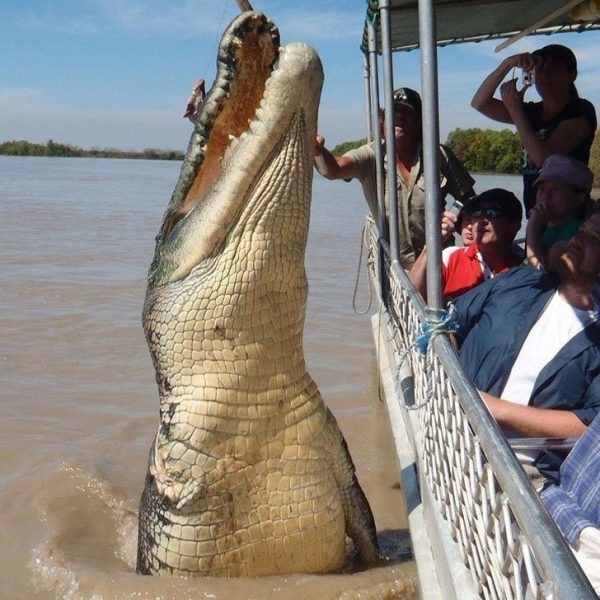 animais gigantes 11