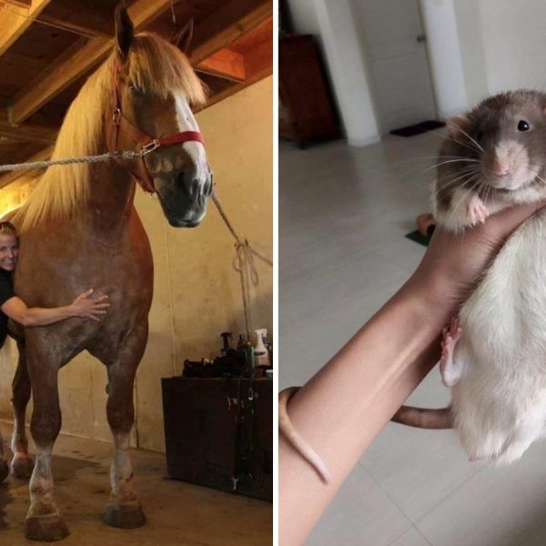 animais gigantes capa