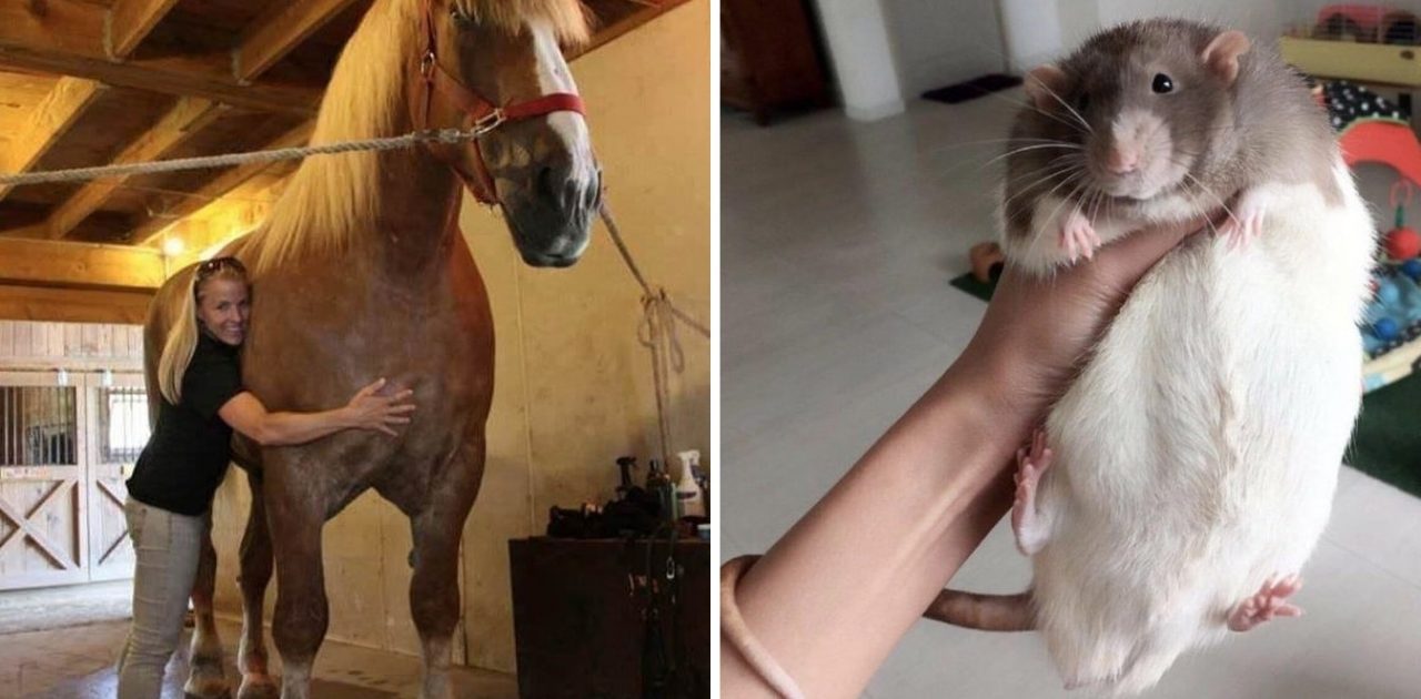 animais gigantes capa